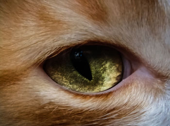 Close-up portrait of cat