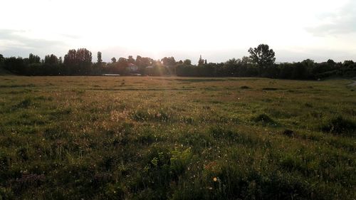 Scenic view of grassy field against sky at sunset