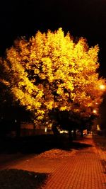 Illuminated tree at night