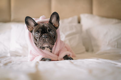 French bulldog in bathrobe on bed