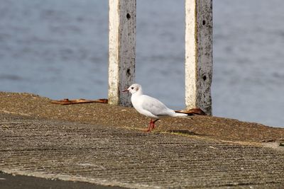 Seagull perching on a wood