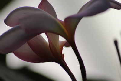 Close-up of flowering plant