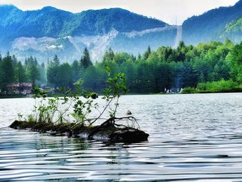 Scenic view of lake in forest