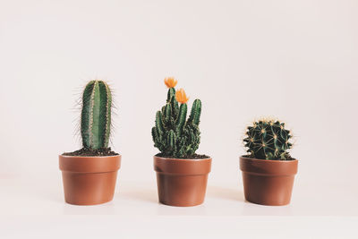 Close-up of potted plant