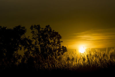 Trees on field against sky during sunset