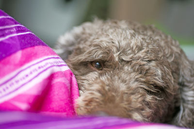 Close-up portrait of a dog