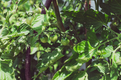 Close-up of berries growing on tree
