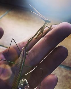 Close-up of hand holding umbrella