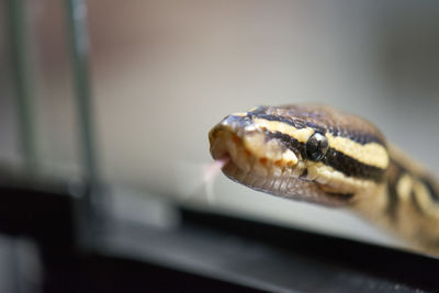 Close-up of snake in zoo