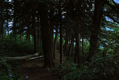 Trees in forest