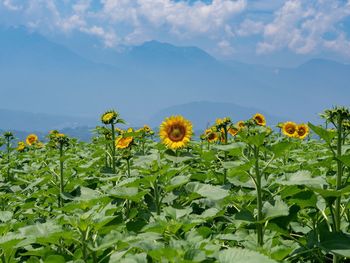 Close-up of yellow flowering plants on field against sky