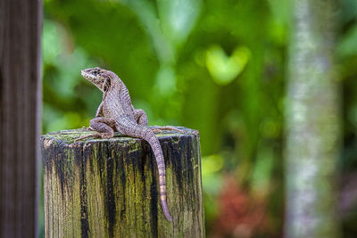 Close-up of lizard on wooden post