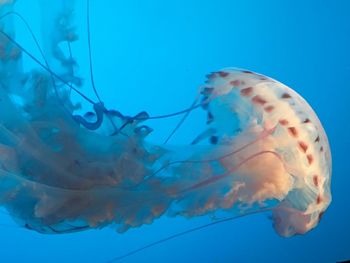 Close-up of jellyfish swimming in sea