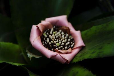 Close-up of hand holding plant