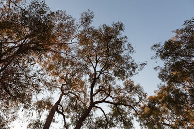 Low angle view of trees against sky