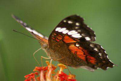 Close-up of butterfly perching on leaf