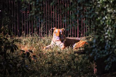 Portrait of cat in the forest