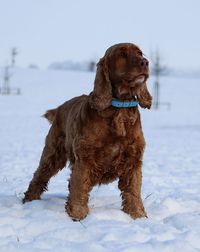 Dog standing on field during winter