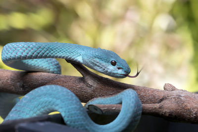 Close up of the exotic and venomous viper snake blue insularis - animal reptile photo series