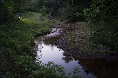 Scenic view of forest