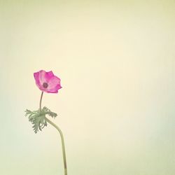 Close-up of flowers over white background