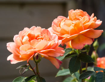 Close-up of orange rose flower