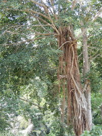 Low angle view of trees in forest