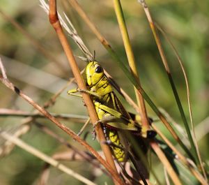 Close-up of insect on grass