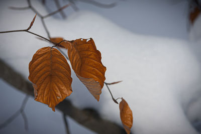 Close-up of dried autumn leaves