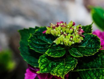 Close-up of pink flower