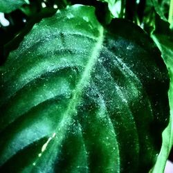 Full frame shot of green leaves