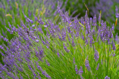 Close-up of purple flowering plants on field