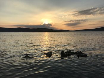 Silhouette ducks swimming on lake against sky during sunset