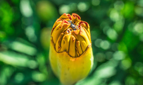 Close-up of yellow rose on leaf