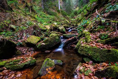 Scenic view of stream flowing in forest