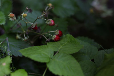 Close-up of red berries on plant