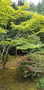 View of flowering plants in garden