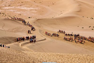 People riding camels on sand dune