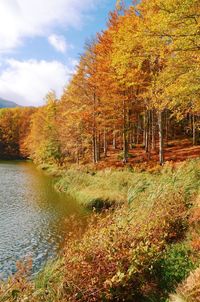 Scenic view of river in forest during autumn