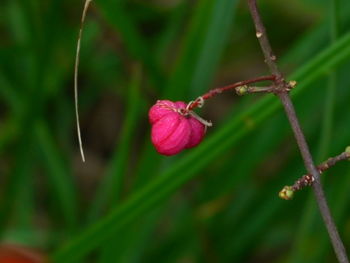 Close-up of pink flower