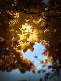 Low angle view of maple tree against sky