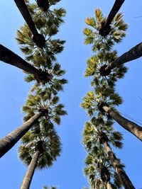 Low angle view of trees against sky