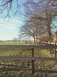 Bare trees on field against sky