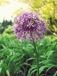 Close-up of purple flowers