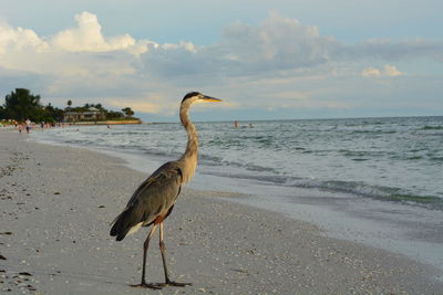 View of birds in water