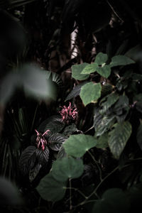 Close-up of flowering plants and leaves