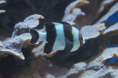 Close-up of fish swimming in aquarium