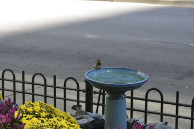 Close-up of bird perching on railing against sea