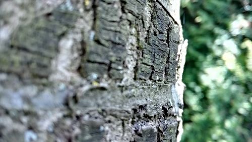 Close-up of tree trunk