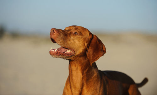 Vizsla looking up while standing at beach